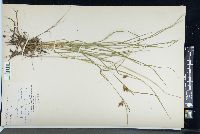 Carex paupercula image